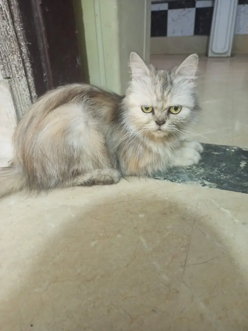 Persian cats sale — photo 9
