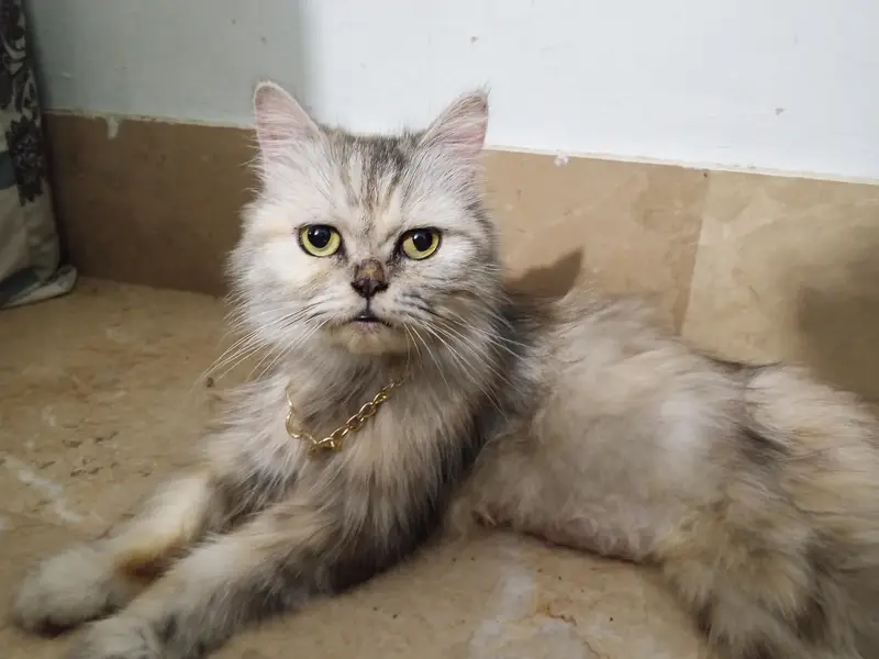 Persian cats sale — photo 10