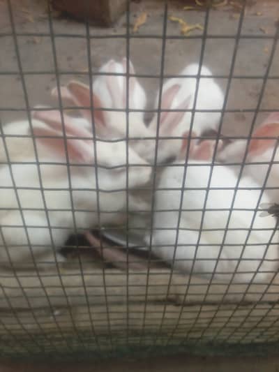 Rabbits and Bunnies for sales