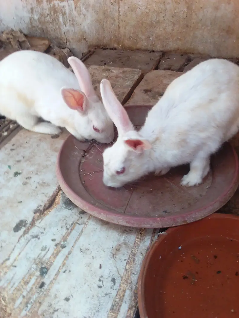 Rabbits and Bunnies for sales — photo 2