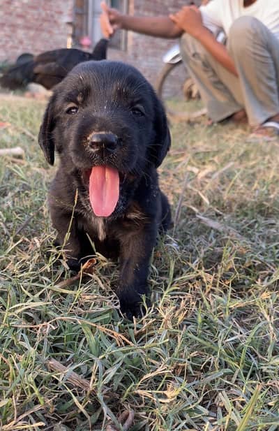 Labrador X Black Cocker spaniel