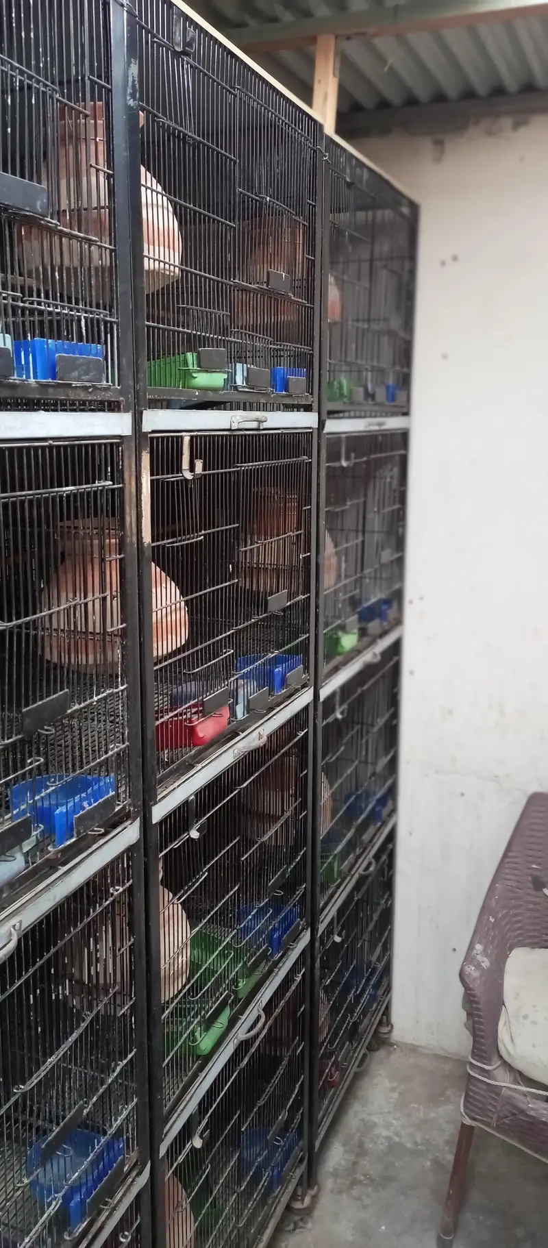 cocktails and conure lovebirds cages — photo 2