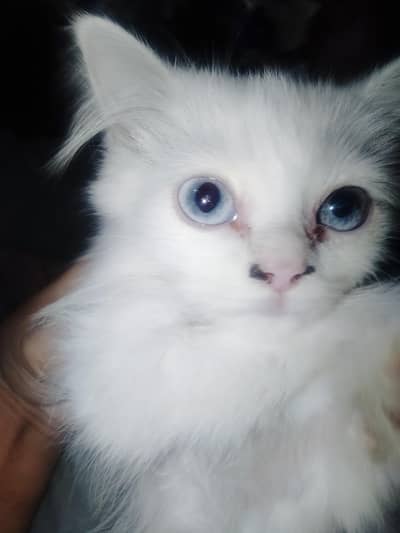 persian kitten for sale