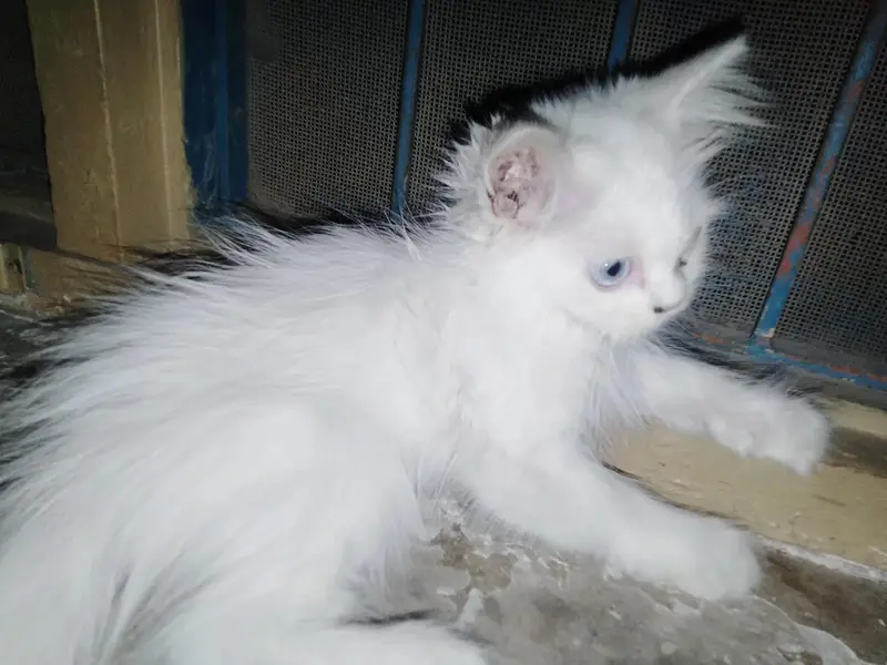 persian kitten for sale — photo 2