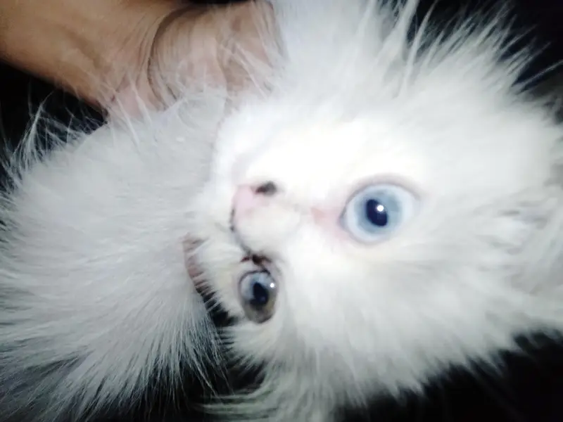 persian kitten for sale — photo 3