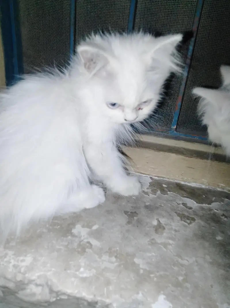 persian kitten for sale — photo 4