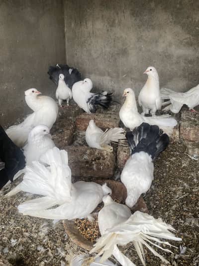 Lackay pigeons pair for sale