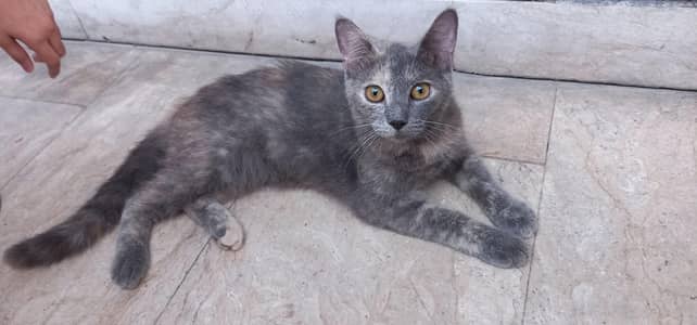 Grey female