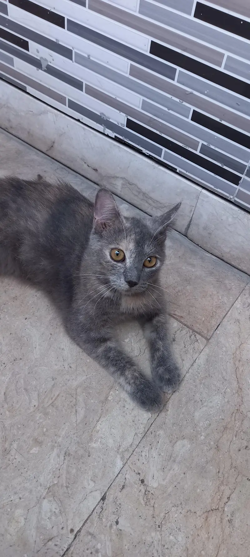 Grey female — photo 2