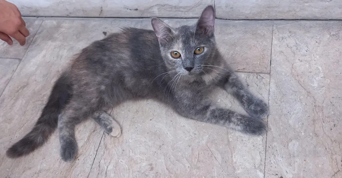 Grey female — photo 3