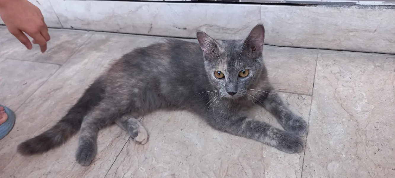 Grey female — photo 4