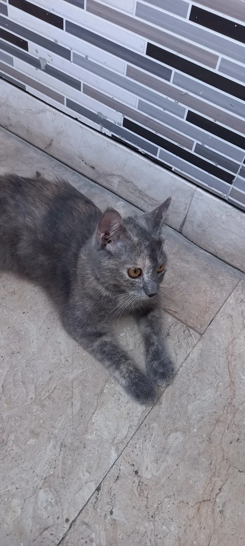 Grey female — photo 5