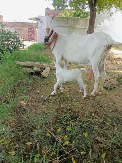 pure Rashion teddy bakri with female