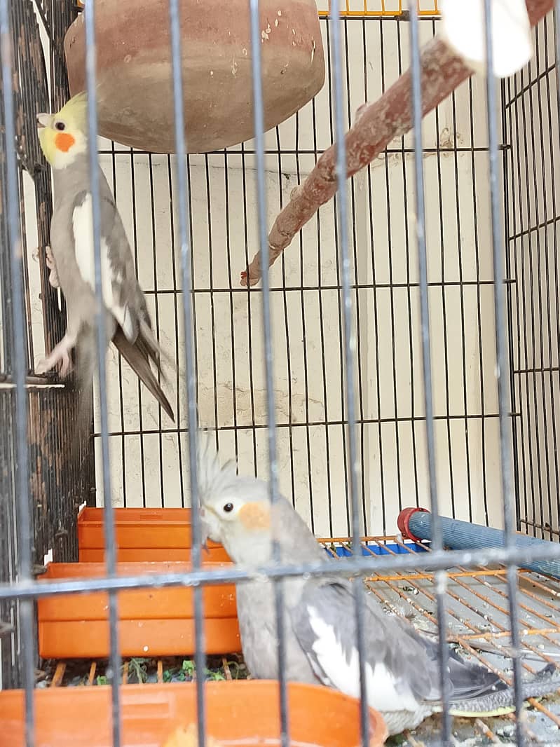 cocktail 4