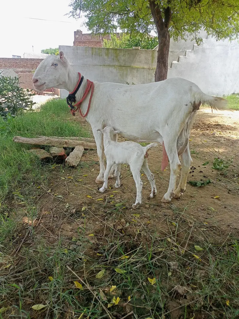 pure Rashion teddy bakri with female — photo 2