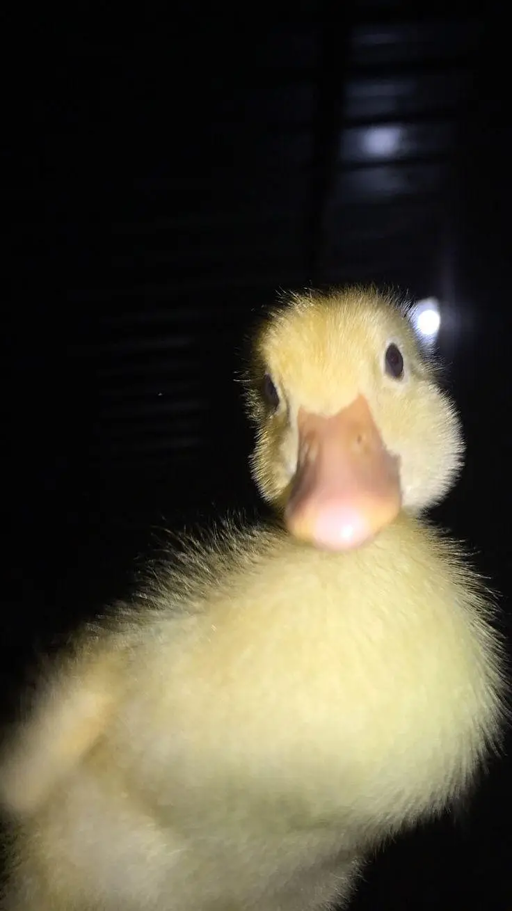 DUCKS PAIR NEAT CLEAN AND HEALTHY