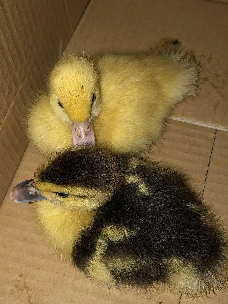 DUCKS PAIR NEAT CLEAN AND HEALTHY — photo 2