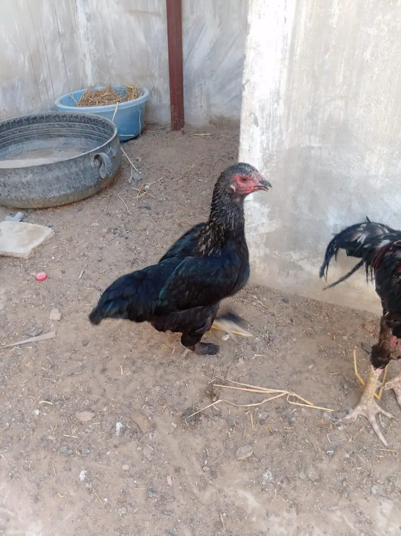 murga murgi sell — photo 4