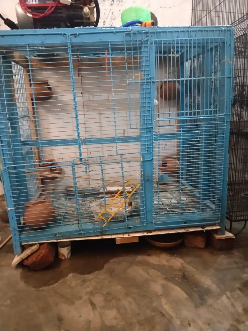 CLONY CAGE — photo 2