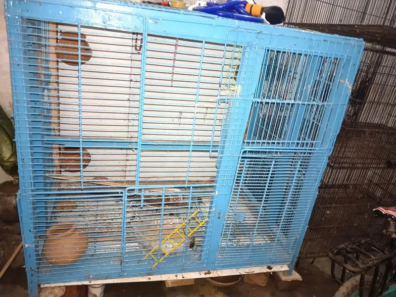 CLONY CAGE — photo 3