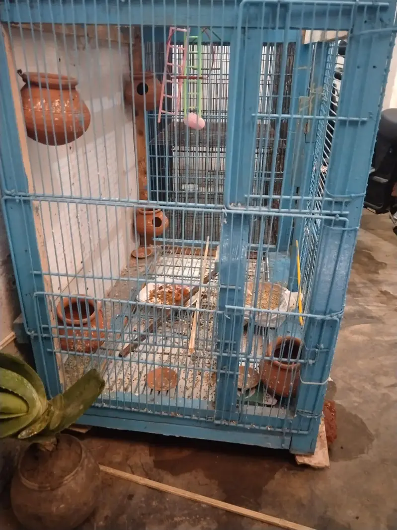 CLONY CAGE — photo 4