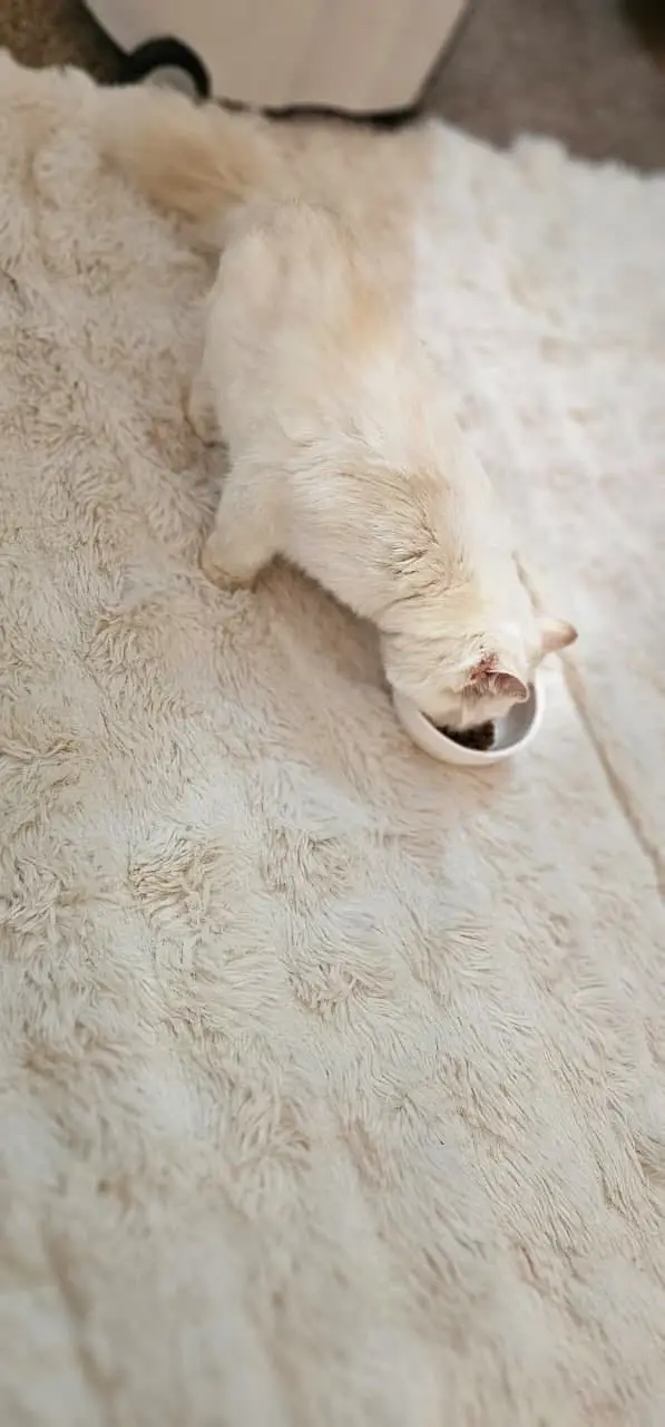 Pretty Well trained kitten — photo 3