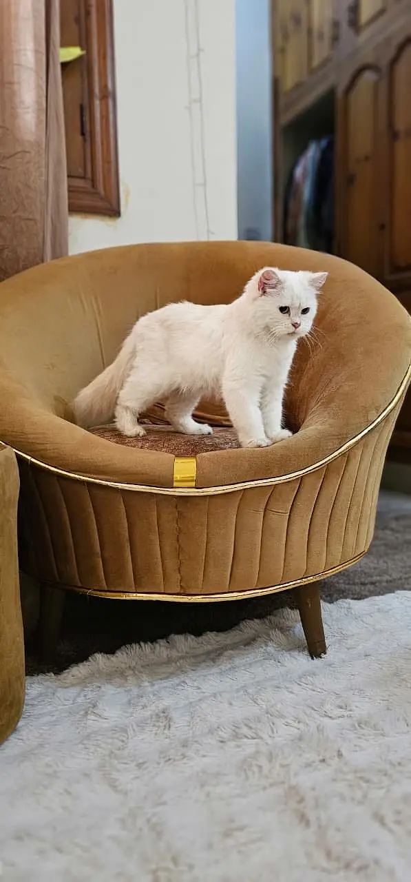 Pretty Well trained kitten — photo 5