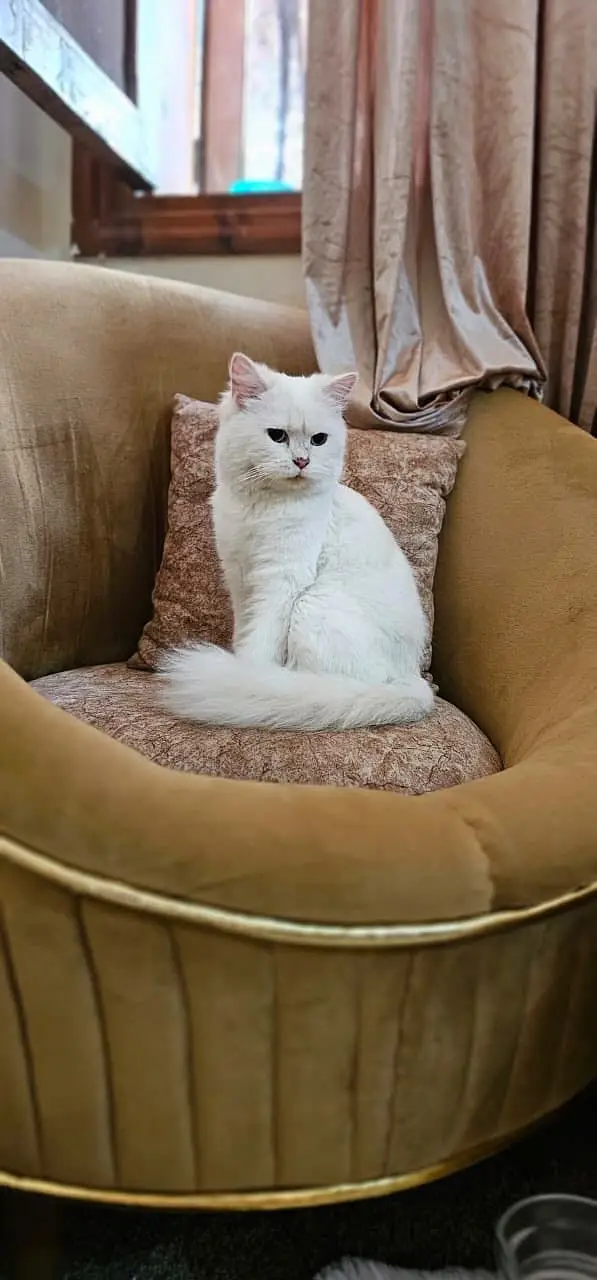 Pretty Well trained kitten — photo 6
