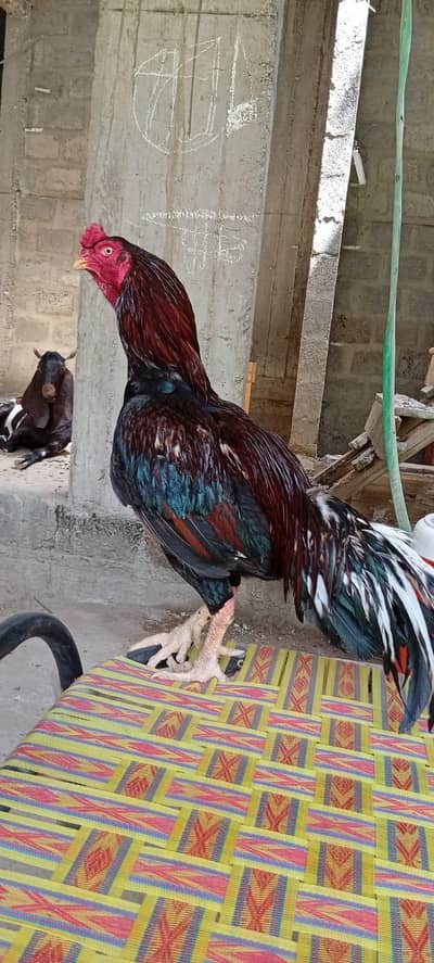 kurak Aseel Punjab breed Aseel setup all sale eggs lying