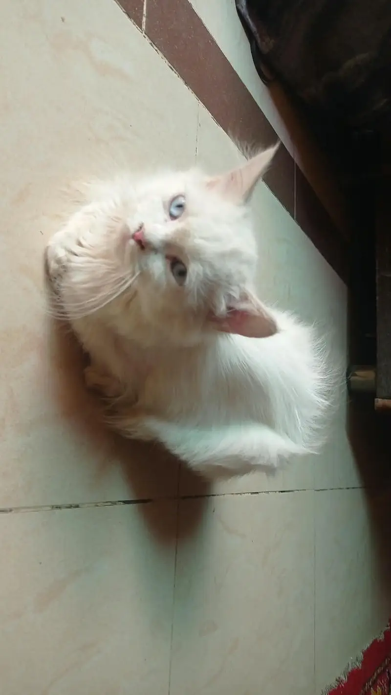 mother with 2 baby — photo 4