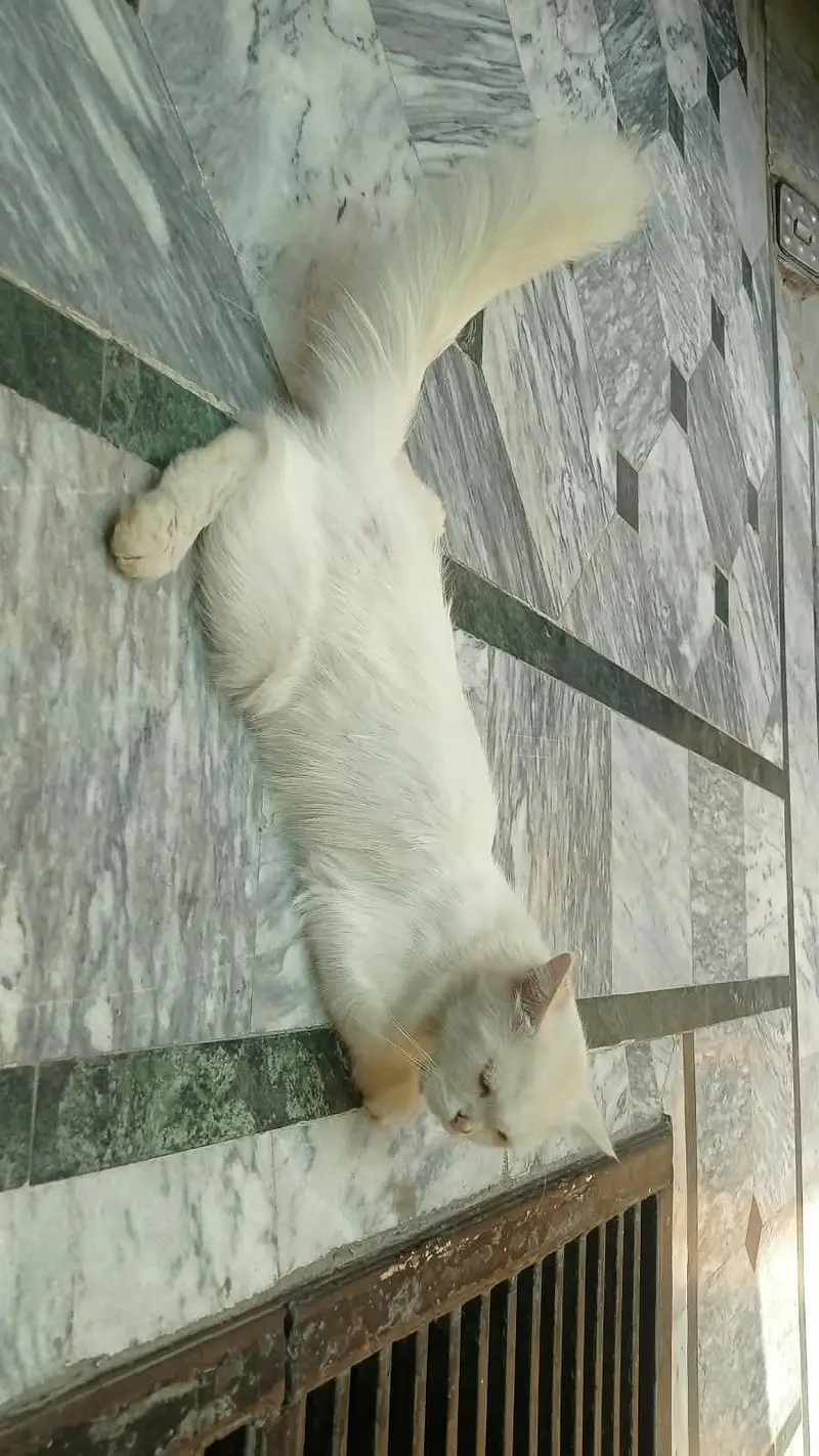 mother with 2 baby — photo 6