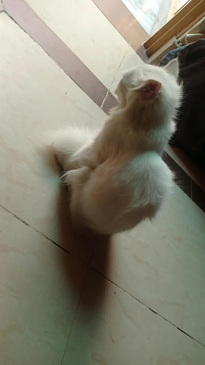 mother with 2 baby — photo 7