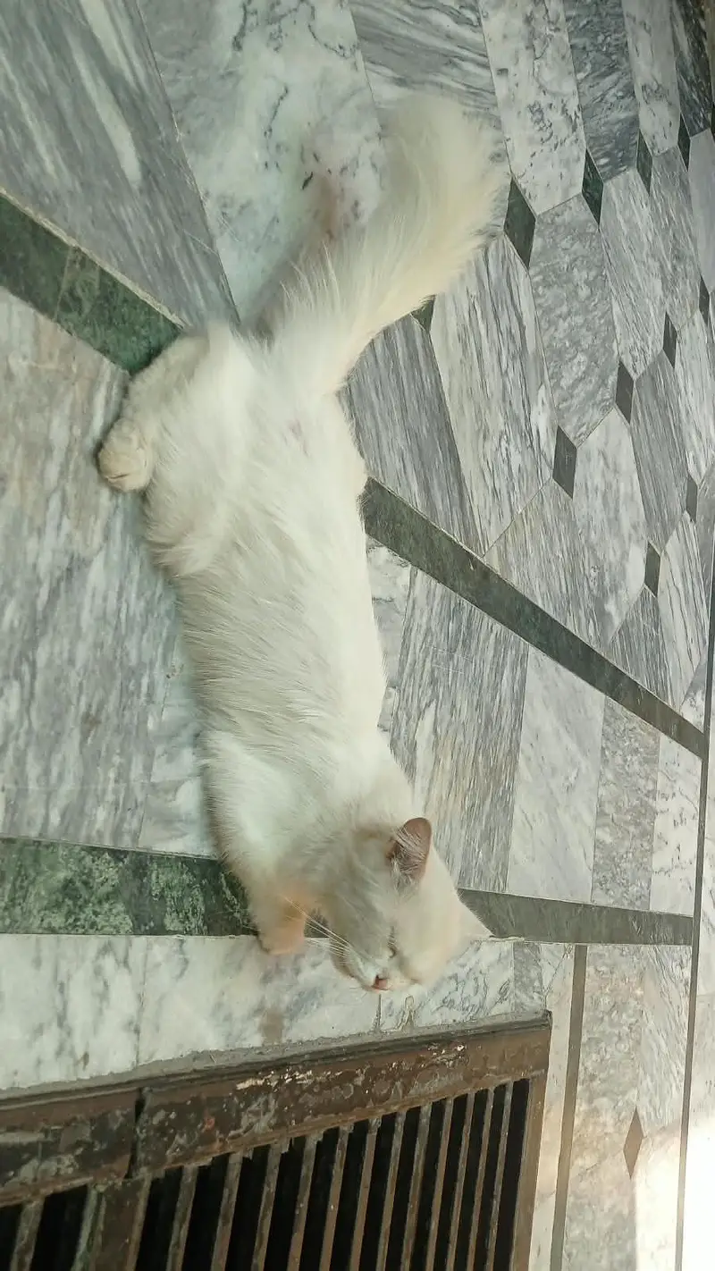 mother with 2 baby — photo 8