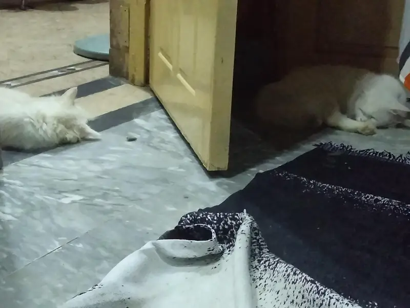mother with 2 baby — photo 9
