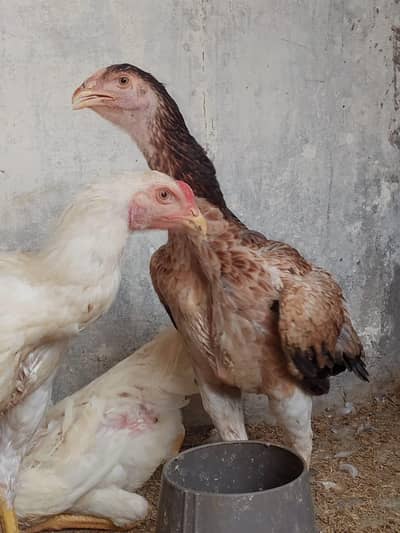 Lakha Shamo pairs available for sale Light Columbian Brahma male