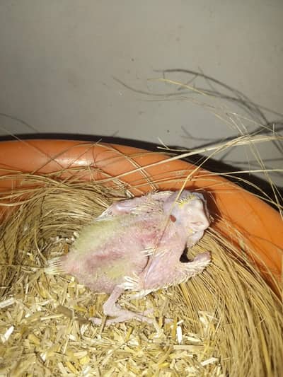 common white red eyes chick 2500