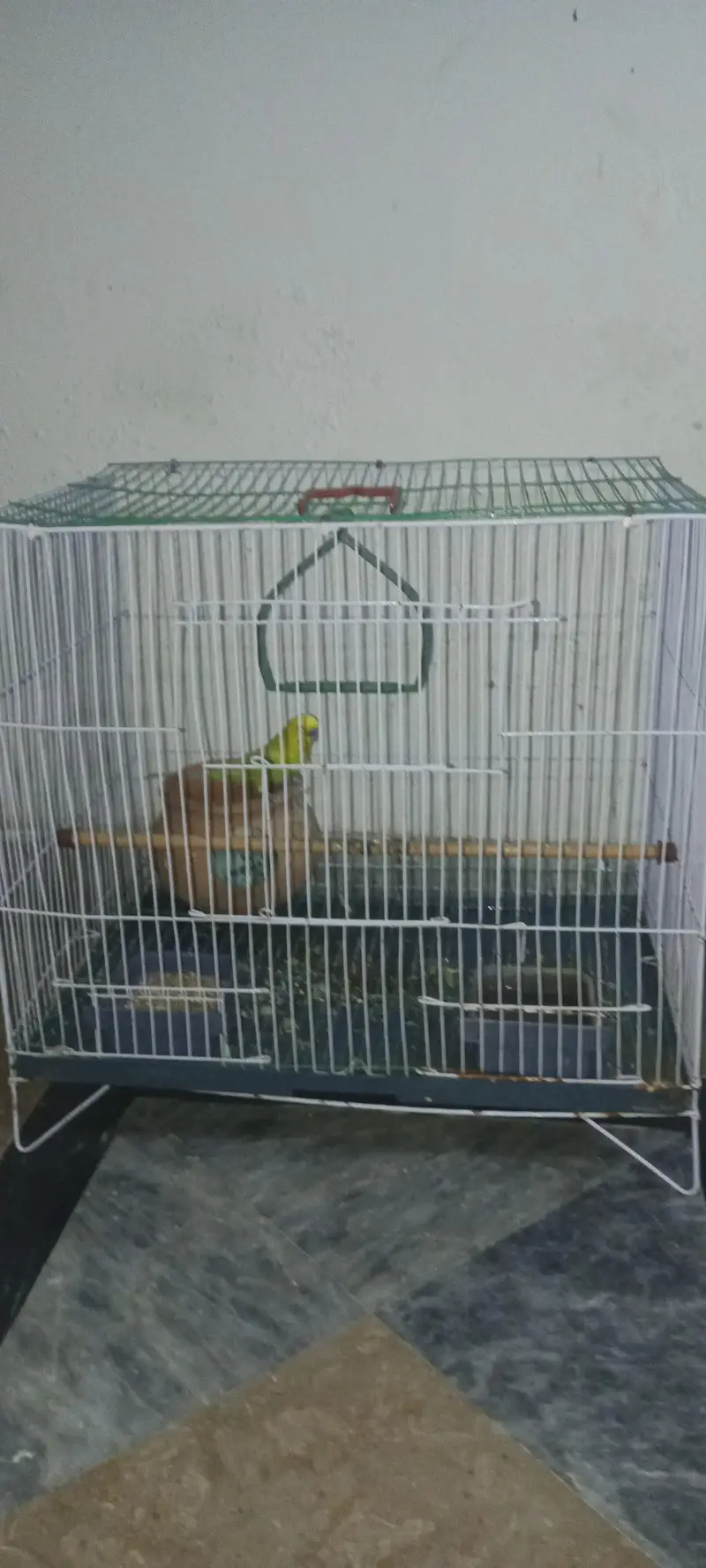 Australian parrots — photo 2