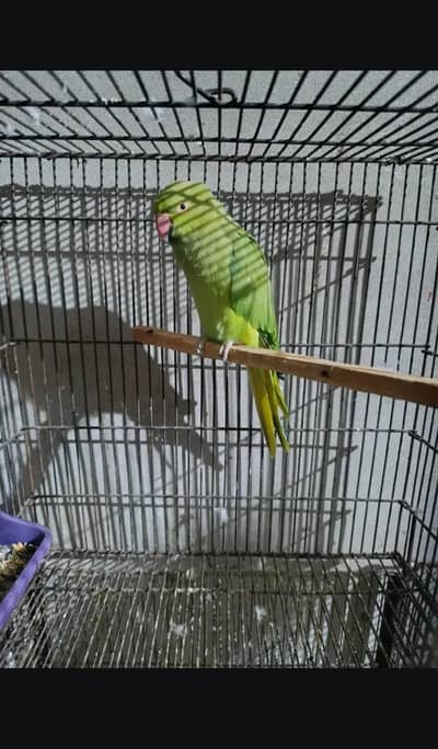 kata female parrot