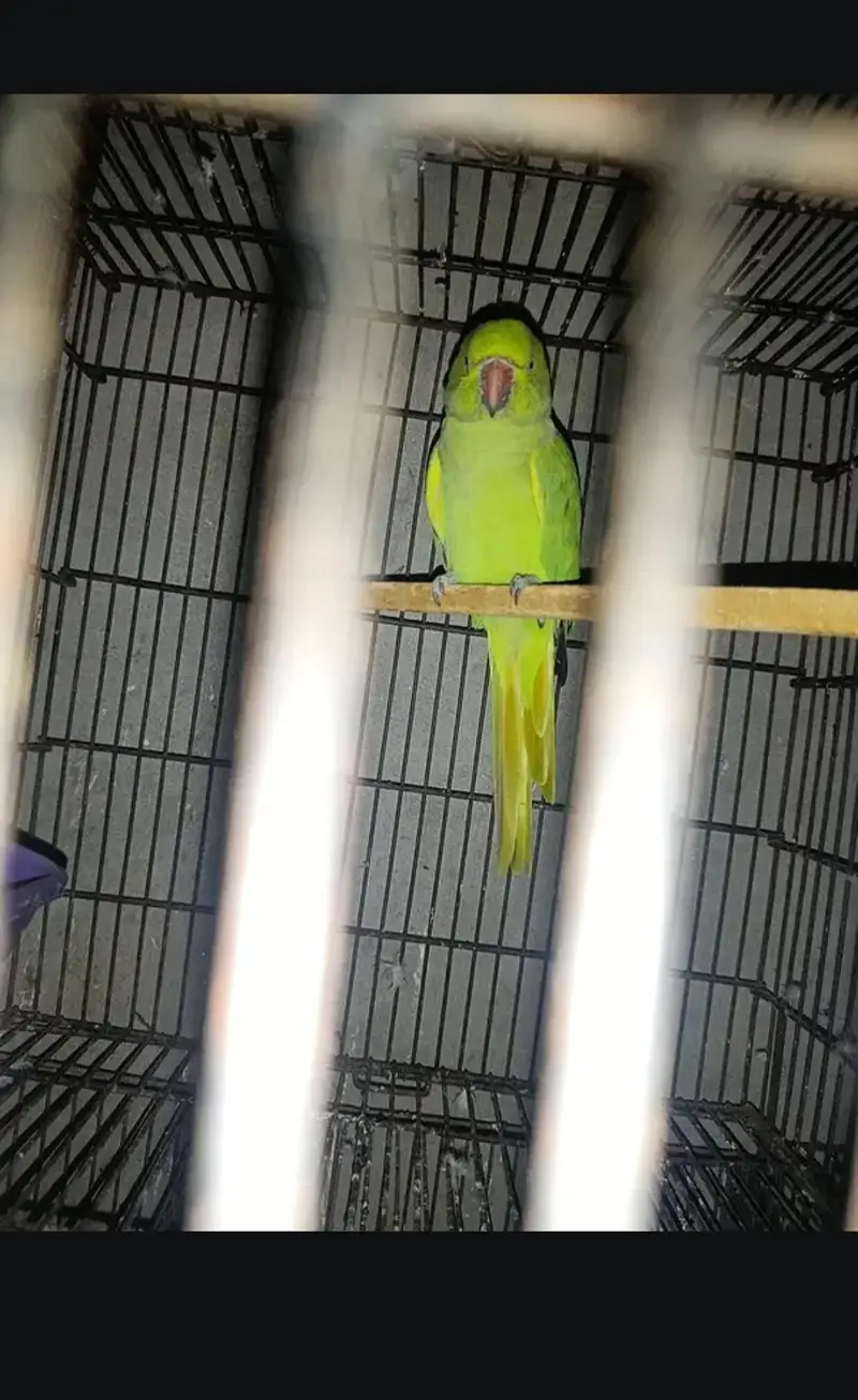 kata female parrot — photo 2