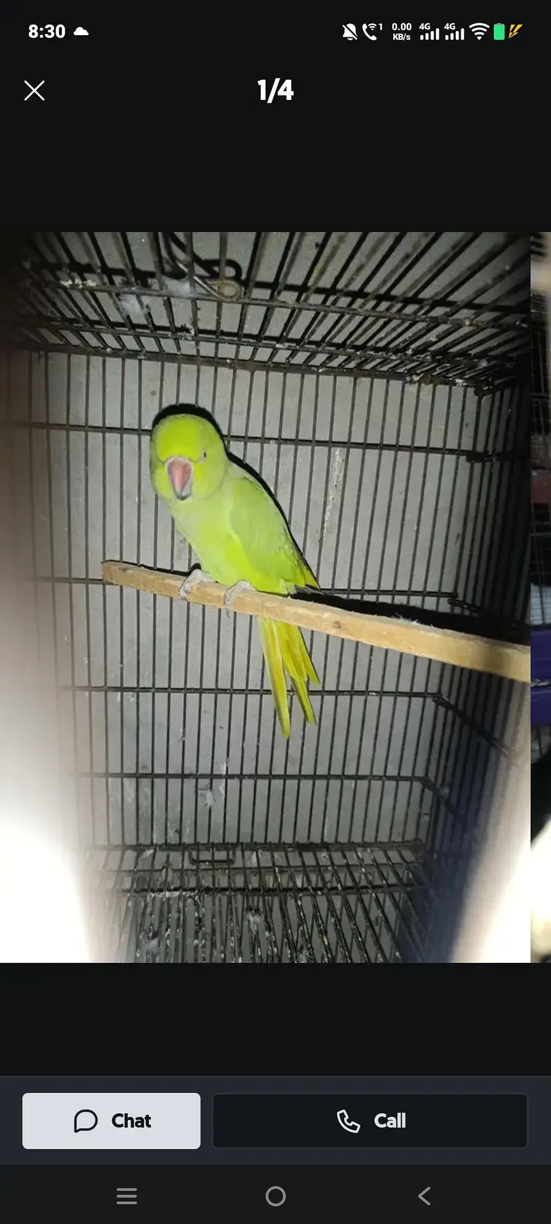 kata female parrot — photo 3