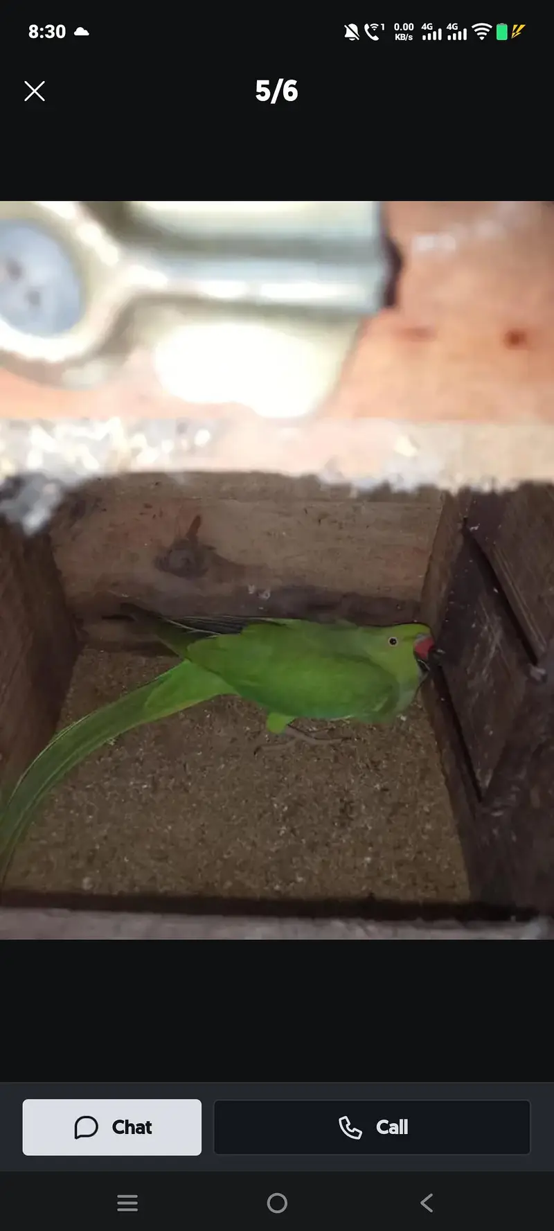 kata female parrot — photo 4
