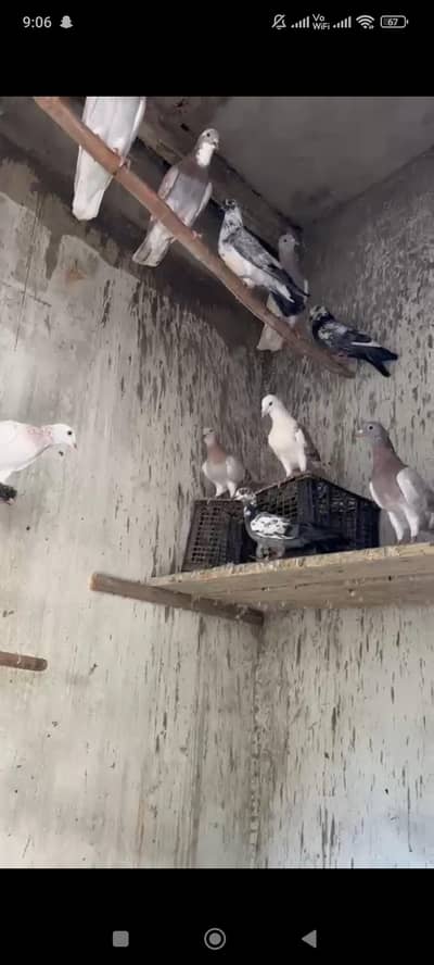 pigeon