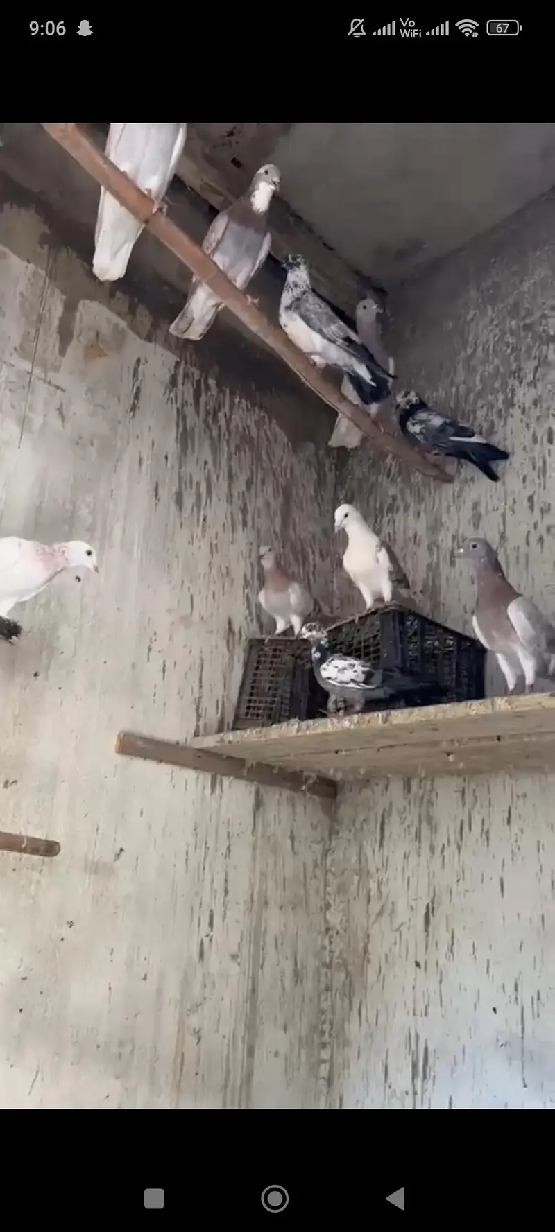 pigeon