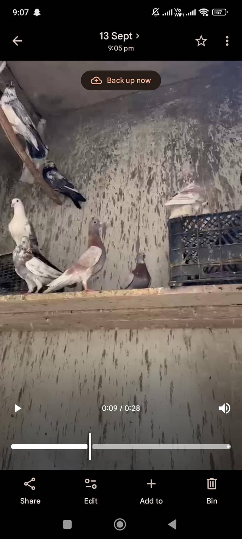 pigeon 2