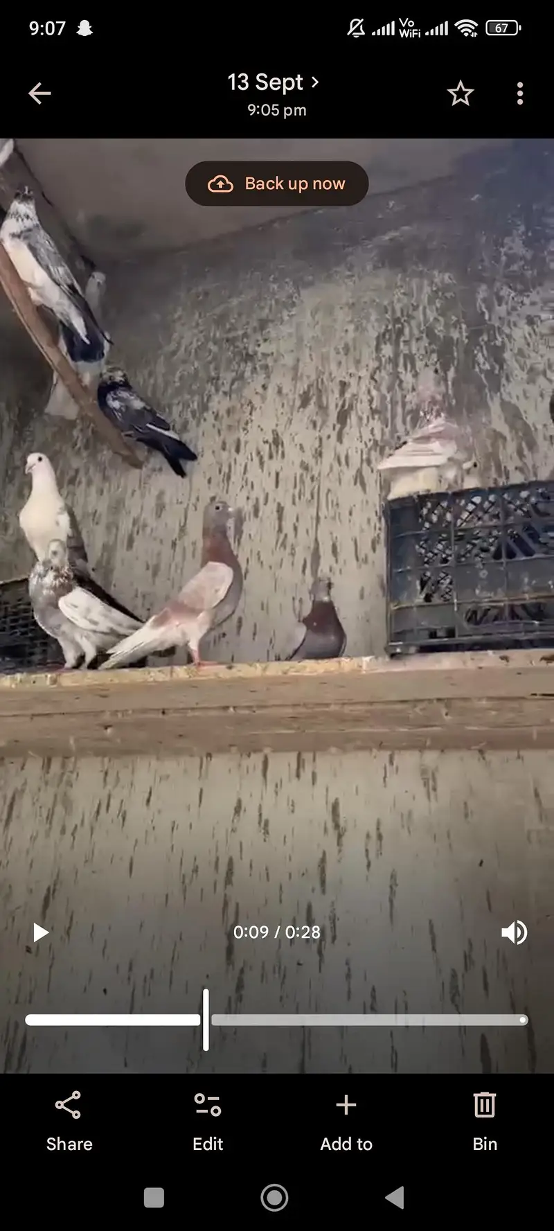 pigeon — photo 3