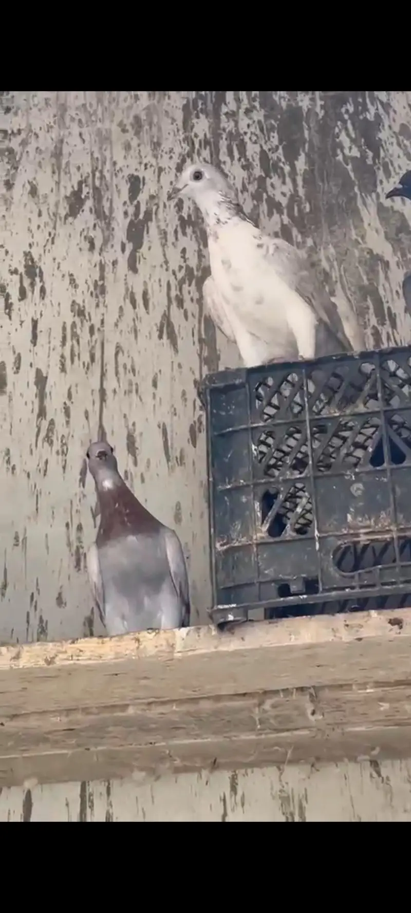 pigeon — photo 4