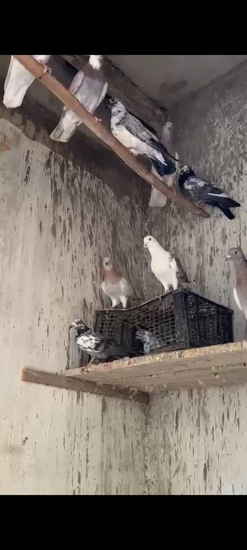 pigeon 5