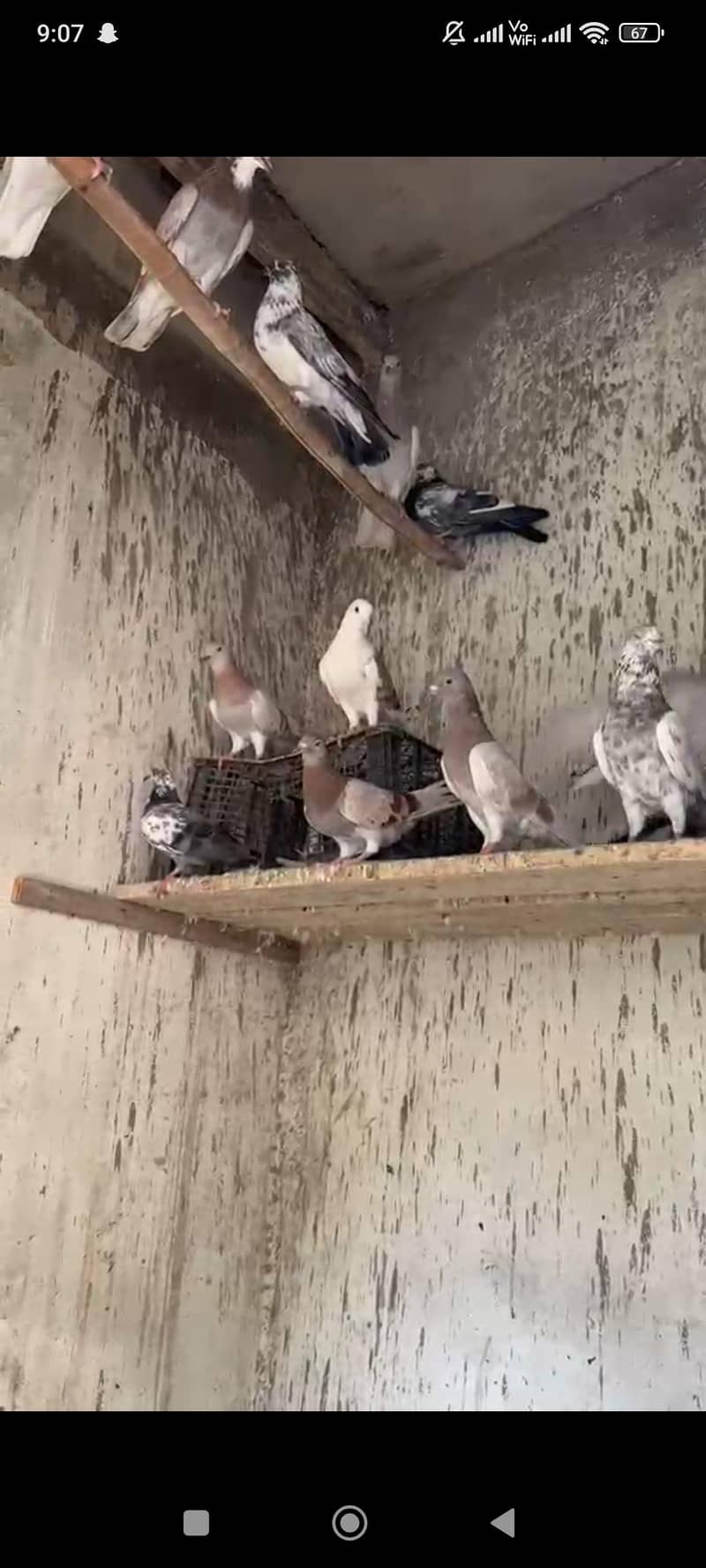 pigeon 6
