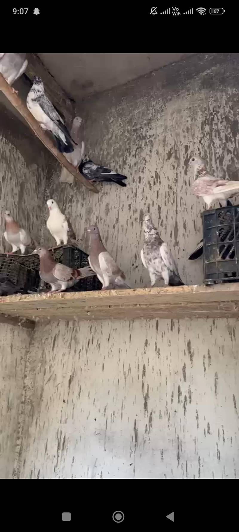 pigeon 7