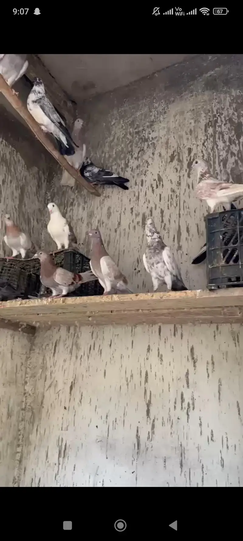 pigeon — photo 8